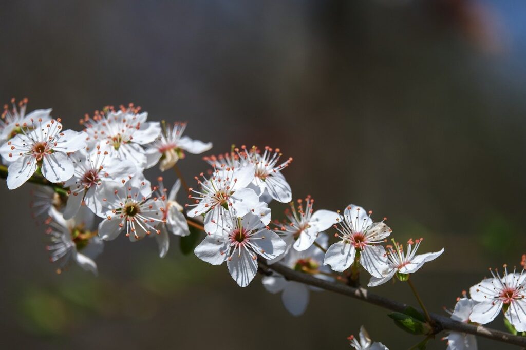 blossoms, tree blossoms, white-7918891.jpg